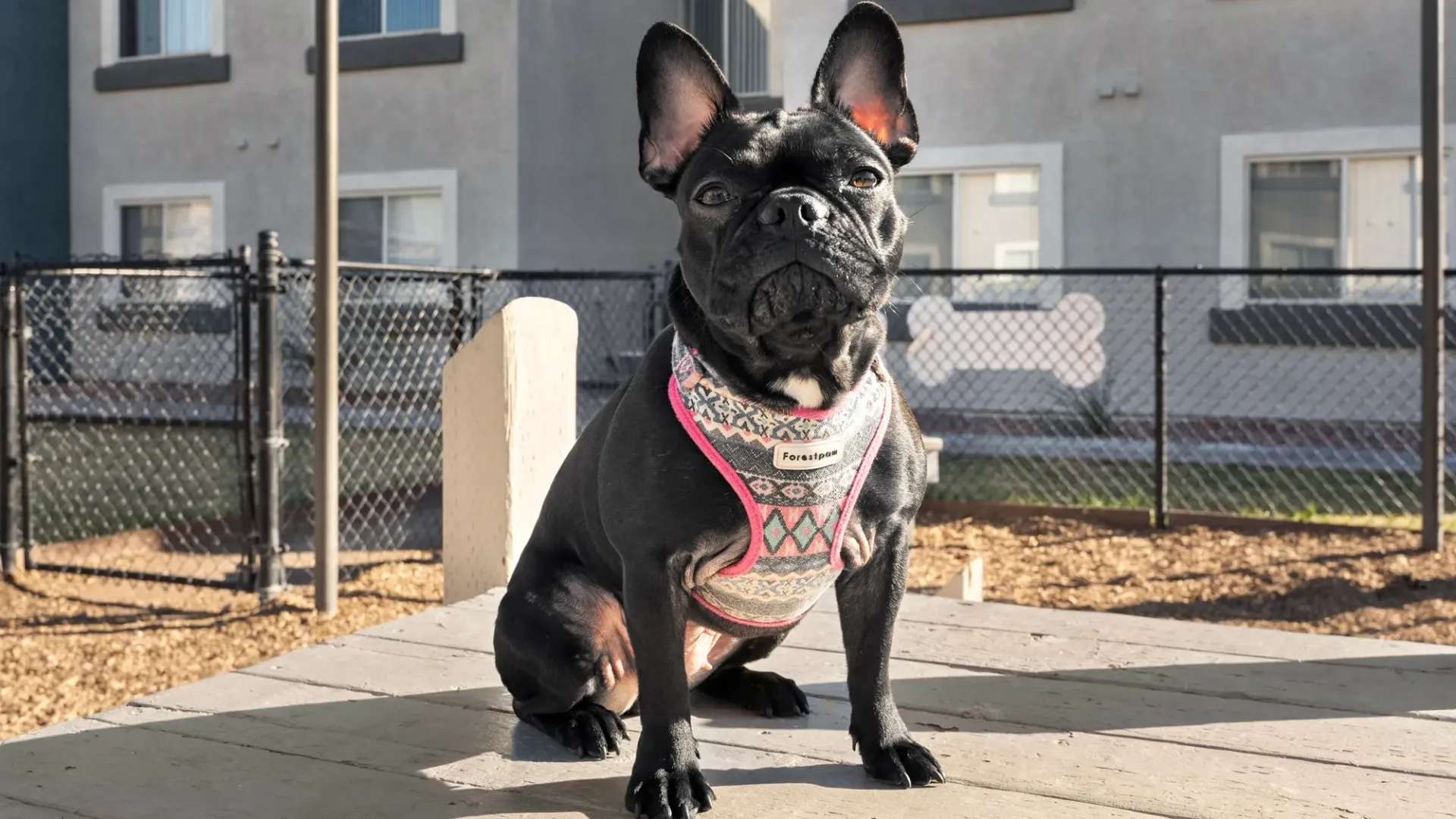 Pet Policy